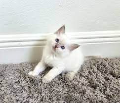 Cute Ragdoll Kittens For Adoption Image eClassifieds4u
