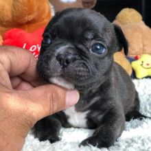 French bulldog puppies Available For Adoption Email address(melissa24allyssa@gmail.com) Image eClassifieds4U