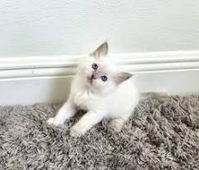 Cute Ragdoll Kittens For Adoption Image eClassifieds4U