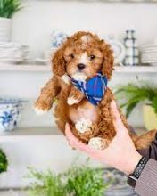 Stunning Maltipoo Puppies for Re-Homing Image eClassifieds4u 2