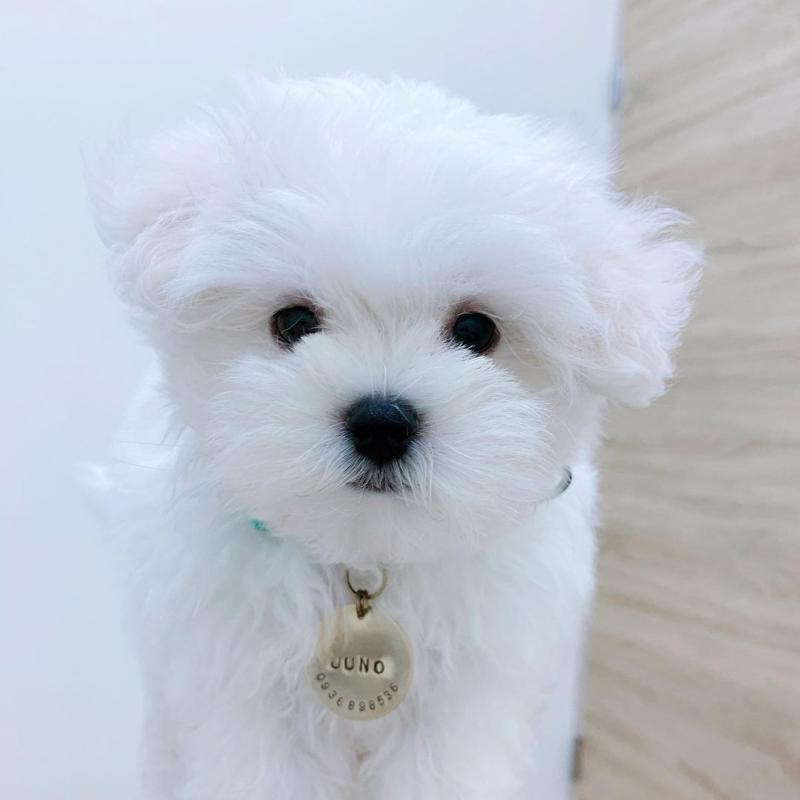 Stunning white Teacup male and female Maltese puppies for adoption [williamsdrake514@gmail.com] Image eClassifieds4u