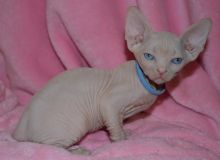 Amazing Sphynx kittens for new homes