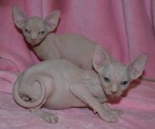 Amazing Sphynx kittens for new homes