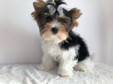 Beautiful Yorkie Pups ready for Adoption! Email cheyannefennell292@gmail.com or text (626)-655-3479