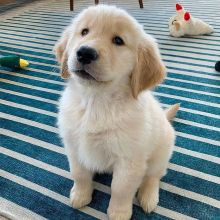 Male and Female GOLDEN RETRIEVER Puppies For Adoption. (vincenzohome88@gmail.com)