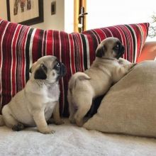 Outstanding And Lovely PUG PUPPIES Ready For Rehoming. Email Via (vincenzohome88@gmail.com)