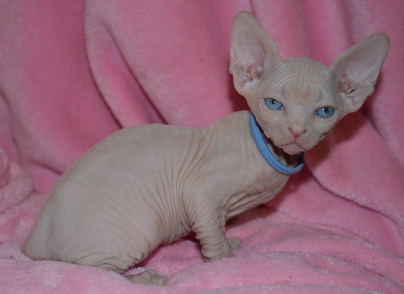 Amazing Sphynx kittens for new homes Image eClassifieds4u