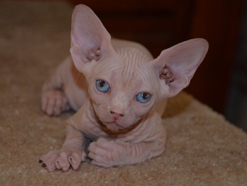 Amazing Sphynx kittens for new homes Image eClassifieds4u