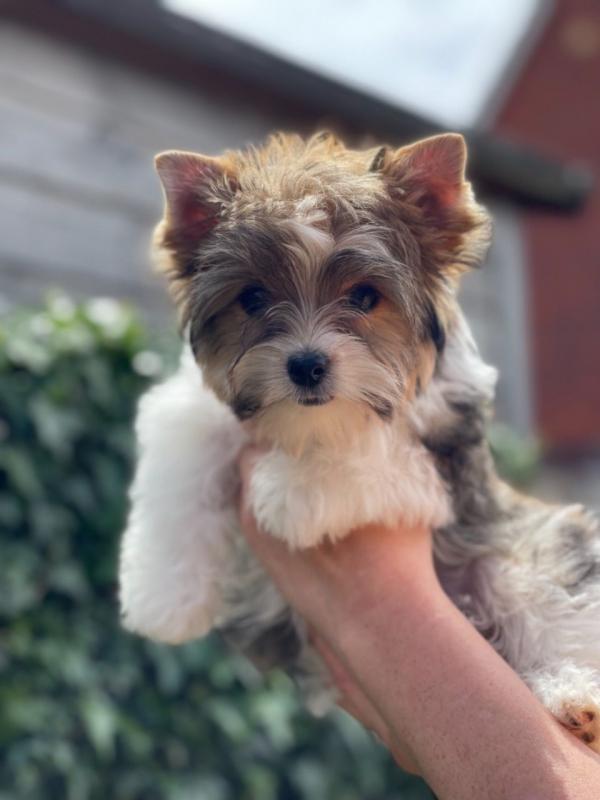Beautiful Yorkie Pups ready for Adoption! Email cheyannefennell292@gmail.com or text (626)-655-3479 Image eClassifieds4u