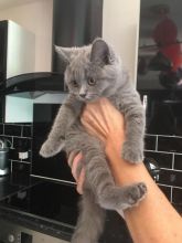 Adorable Russian blue Kittens Available Image eClassifieds4u 1