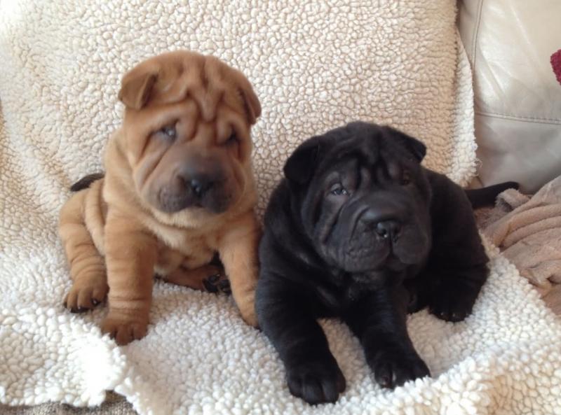 Chinese Shar Pei puppies for adoption Image eClassifieds4u