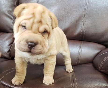 Chinese Shar Pei puppies for adoption Image eClassifieds4u