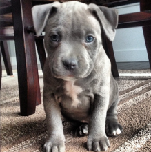 Pitbull terrier puppies