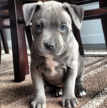 Pitbull terrier puppies Image eClassifieds4u 1