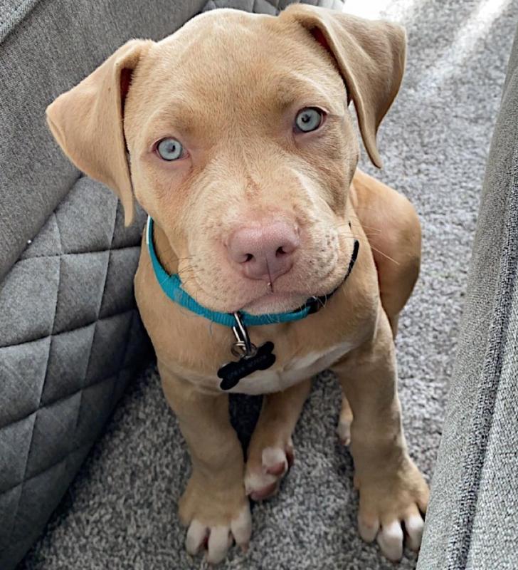 Pitbull terrier puppies Image eClassifieds4u