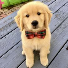 Charming male and female Golden Retriever pups