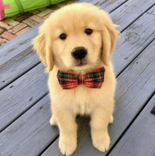 Gorgeous Golden Retriever puppies Image eClassifieds4U