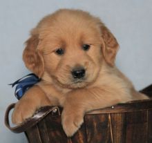 Two Golden Retriever Puppies For Adoption