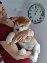 Akita Inu Puppies With Pedigree Available Now