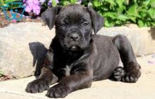 Cane Corso puppies. 267-820-9095 or email amandamoore339@gmail.com
