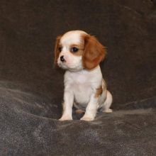 Cavalier King Charles Spaniel Puppies (1 Boy + 1 Girl)