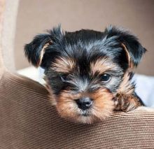 CKC reg Yorkshire Terrier ready 267-820-9095 or amandamoore339@gmail.com