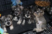 CKC Registered Miniature Schnauzer Puppies 267-820-9095 or amandamoore339@gmail.com