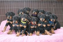 Doberman puppies ready 267-820-9095 or amandamoore339@gmail.com