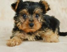 yorkshire Terrier for sale 267-820-9095 or amandamoore339@gmail.com