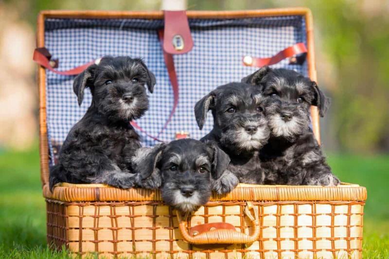 EYE TESTED HEALTHY MINI SCHNAUZERS 267-820-9095 or amandamoore339@gmail.com Image eClassifieds4u
