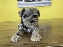 CKC Reg Top Quality miniature schnauzers for sale 267-820-9095 or amandamoore339@gmail.com Image eClassifieds4U