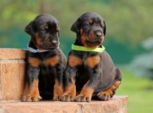 Superb purebred Doberman puppies 267-820-9095 or amandamoore339@gmail.com Image eClassifieds4U