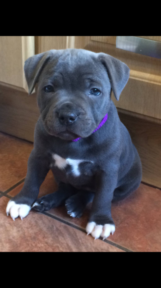 Staffordshire Bull Terrier puppies, 267-820-9095 or amandamoore339@gmail.com Image eClassifieds4u