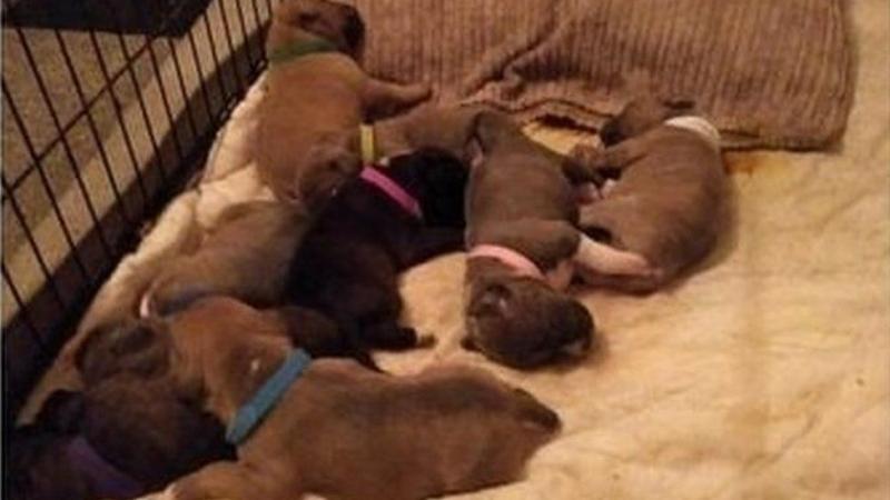 Staffordshire Bullterier puppies ready to go 267-820-9095 or amandamoore339@gmail.com Image eClassifieds4u