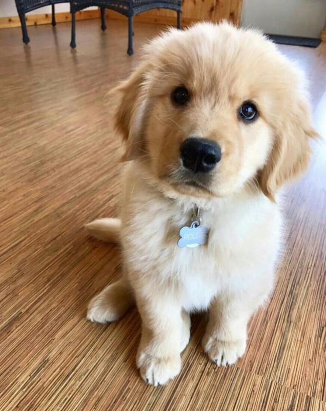 Excellent Golden Retriever Puppies Image eClassifieds4u
