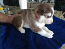 Alaskan Malamute Puppies - Fully Health Tested