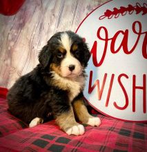 Bernese Mountain Dog Puppies Health And DNA tested