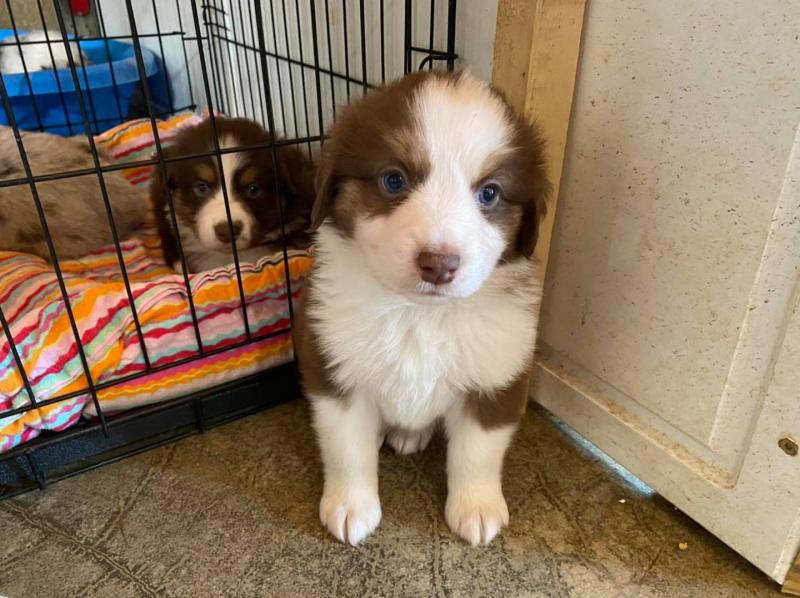 Australian Shepherd Puppies For Sale To Good Homes Only Image eClassifieds4u