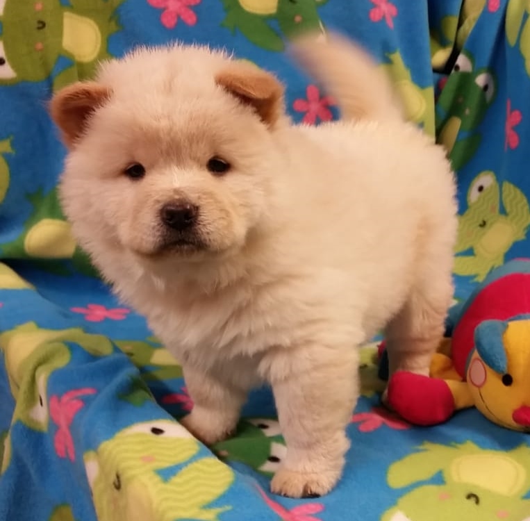 Chow Chow Puppies (One Male And One Female Left) Image eClassifieds4u
