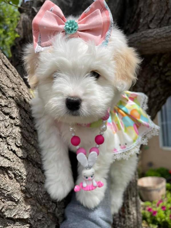 Coton de Tulear Puppies Looking For New Homes Image eClassifieds4u