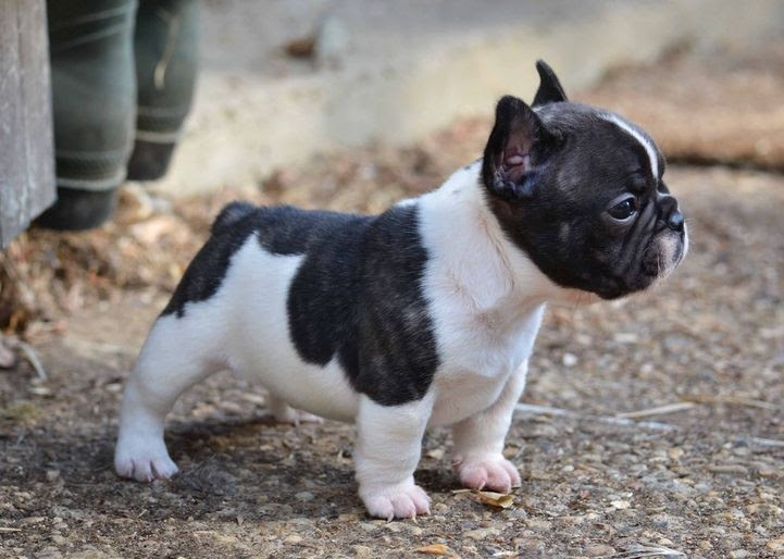 French Bulldog puppies for adoption Image eClassifieds4u