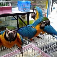Blue and Gold Macaw Parrots for adoption