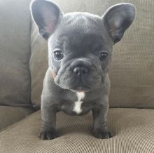 lovely French Bulldog Puppies for adoption