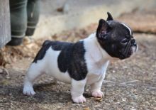 lovely French Bulldog Puppies for adoption