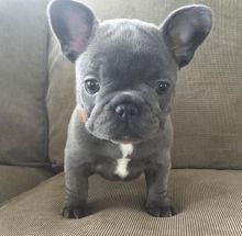 lovely French Bulldog Puppies for adoption