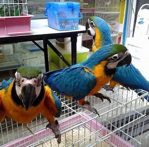 Blue and Gold Macaw Parrots for adoption Image eClassifieds4u