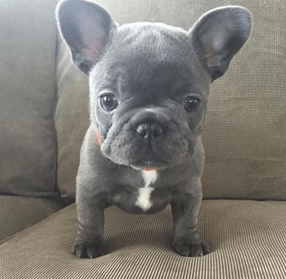 lovely French Bulldog Puppies for adoption Image eClassifieds4u