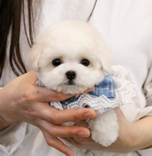 Bichon Frise puppies available Image eClassifieds4u 4