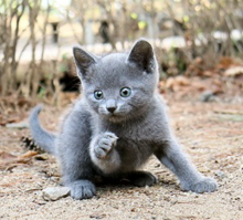 Friendly Russian blue kittens for sale Image eClassifieds4u 2
