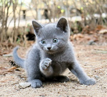 Russian blue kittens available and ready to go Image eClassifieds4u 2
